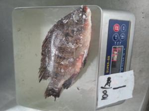 China Top quality frozen Tilapia fish of frozen fish factory