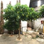 Green Branches Fake Lemon Tree For Party Wedding Festival Decoration