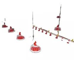 China Raising Chicken Feeding Line Steel PP Poultry Pan Feeding System factory