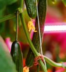 Tomato grow light 50W LED Interlighting IP66 Commercial High Efficiency