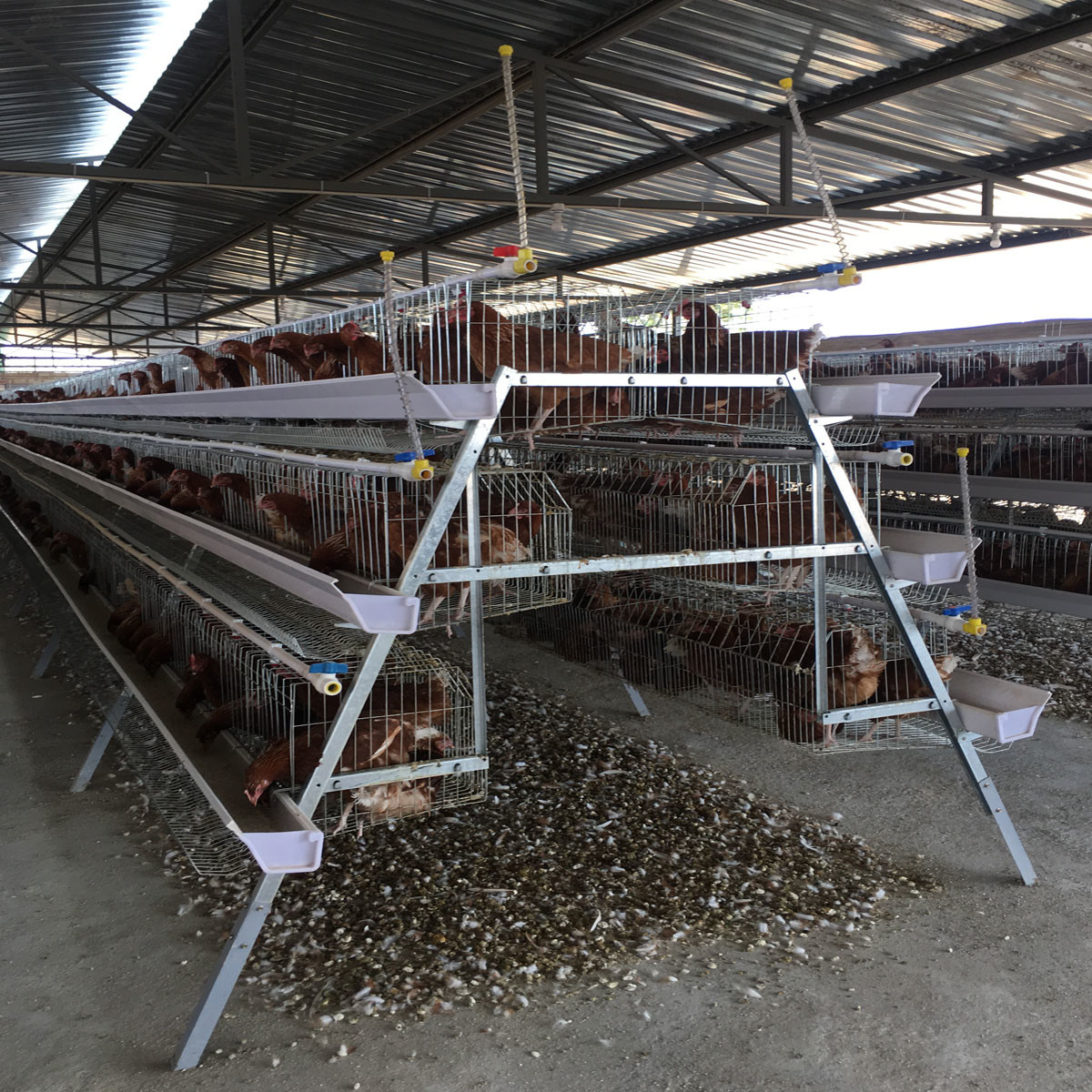 Galvanized Battery Chicken Cages Coops A Type Automatic For Egg Laying