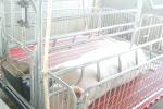 pig plastic slat