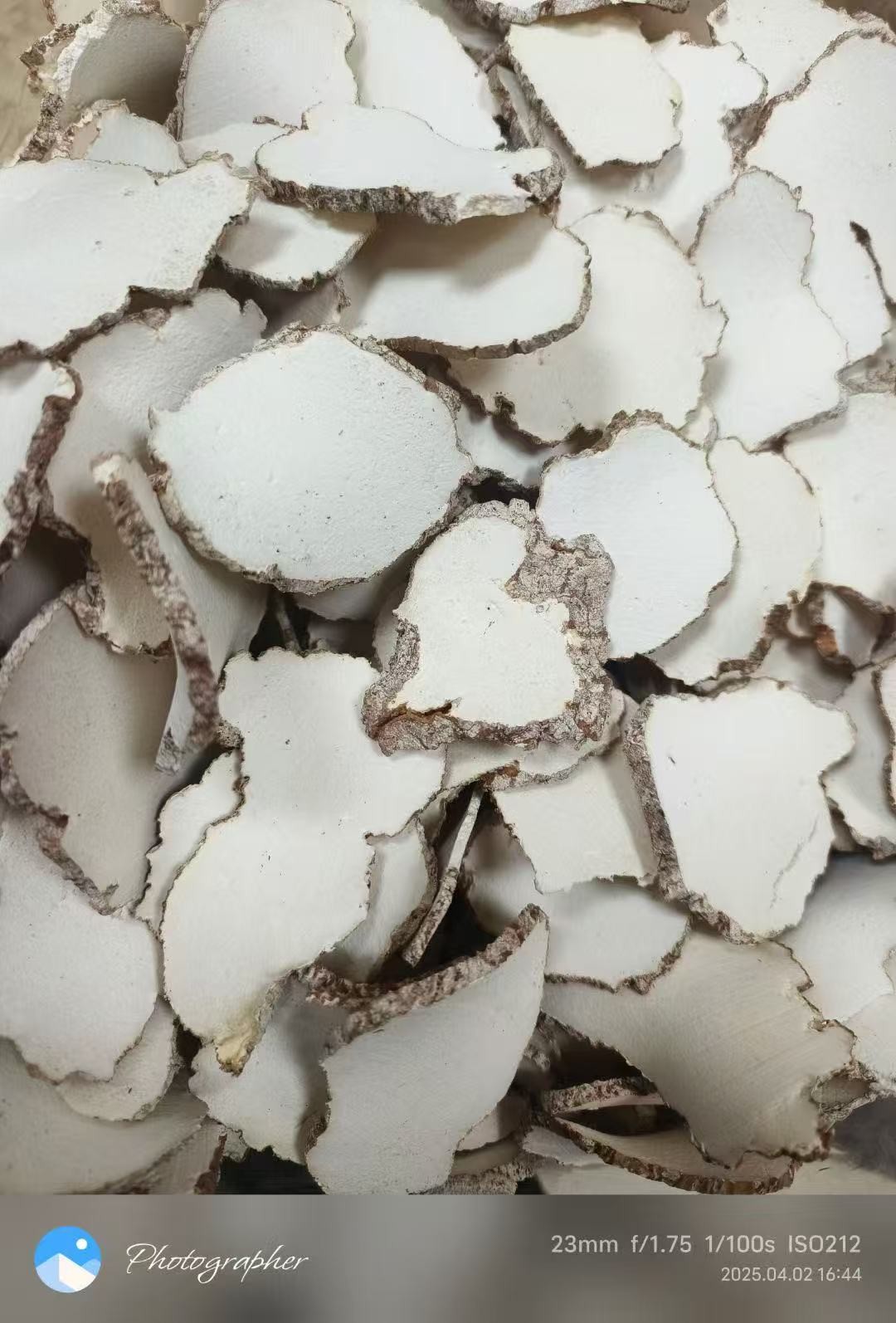 Indian Tiger Milk Fungus Chinese Traditional Medicine Natural Cultivation