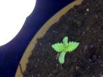 400W UV LED Grow Light In Greenhouse 3.1umol/J