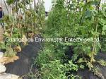 Polypropylene Spunbond 150GSM Garden Weed Barrier Fabric
