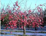 Apple Tree Greenhouse 12 Micron Agriculture Film Biodegradable
