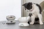 Cat Dog Raised Ceramic Pet Bowl Anti Tipping Elevated Black Color