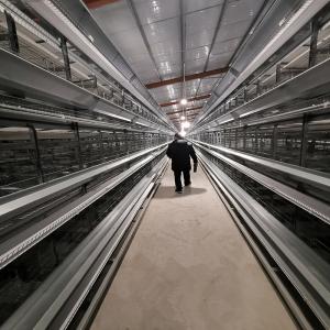 China HDG Steel Chicken Egg Laying Machine , 384 Birds 4 Tier Layer Cage factory