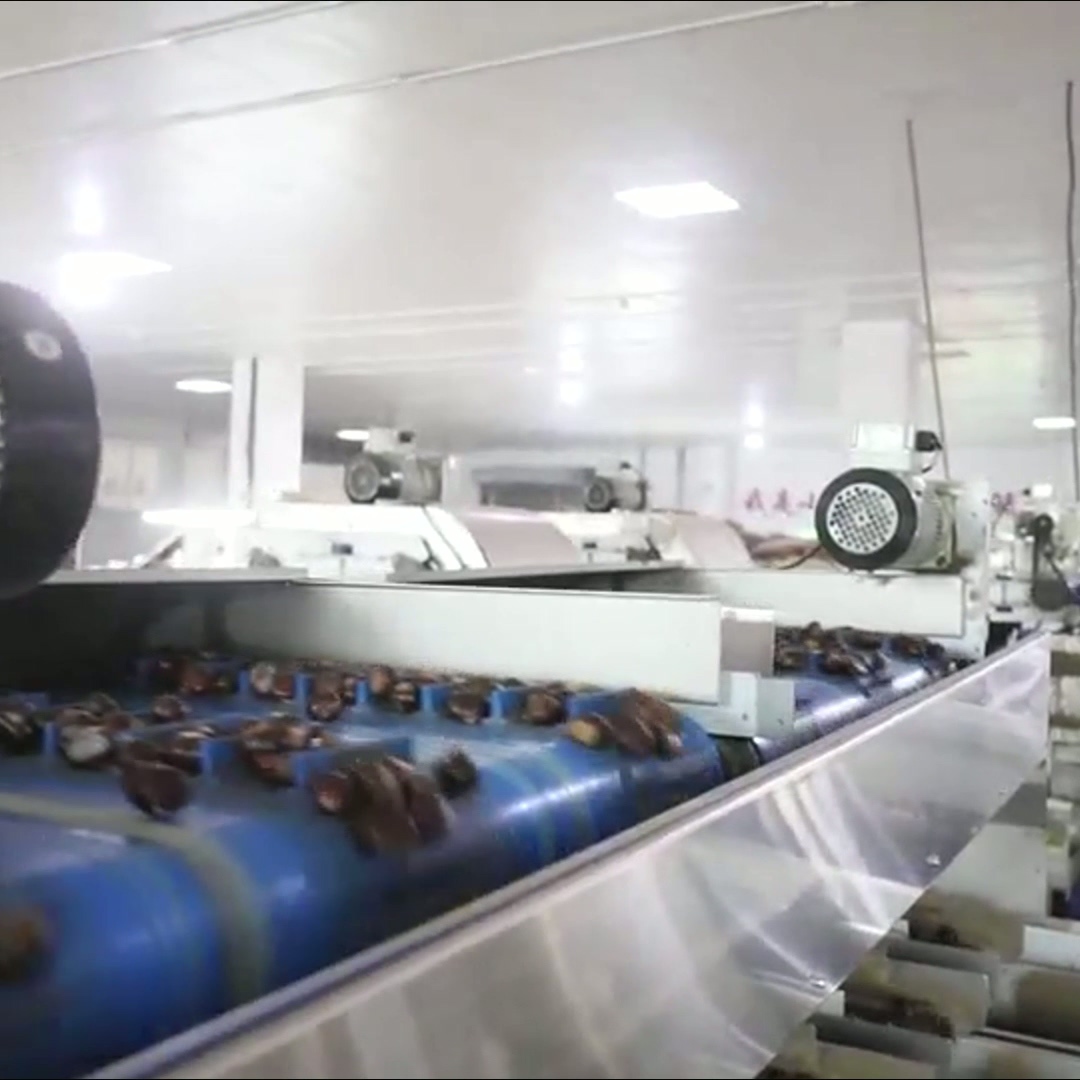 Optimize Your Output with Our High Capacity, AI Powered Chestnut Sorting Machine