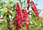 7CM Dried Long Red Chillies 50000SHU Dehydrated Tianjin Chili ISO