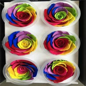 China rainbow rose Eternal real preserved rainbow roses 5-6cm Fresh Stabilized rainbow rose gift factory