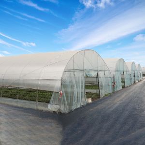 China 150mic PE Film Tunnel Plastic Greenhouse With Galvanized Steel Frame on sale