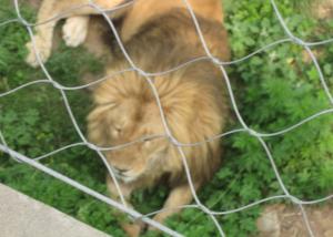 China AISI316L Soft Zoo Wire Mesh Net , Ferruled / Knotted Wire Mesh Fence For Animals factory