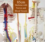 85CM Full Body Skeleton Anatomy With Nerves And Blood Vessels VIC-102B