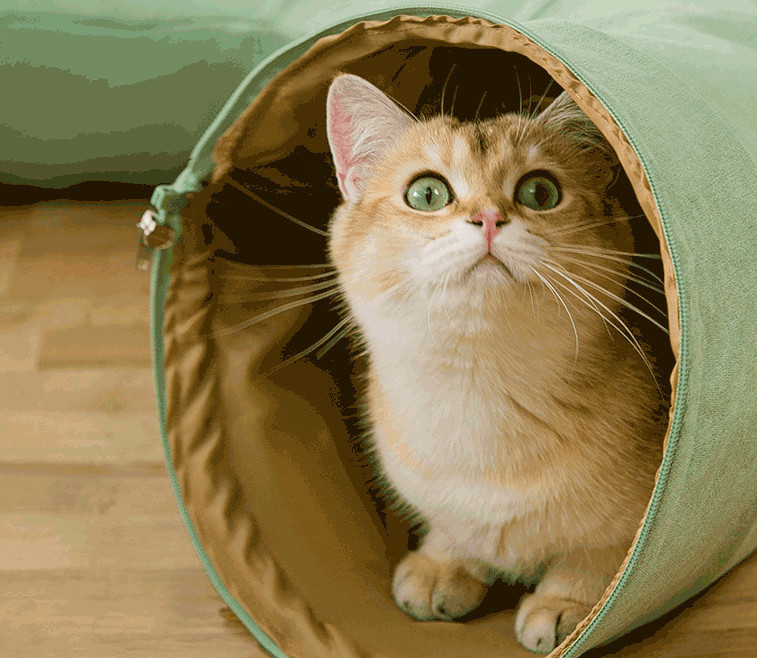 cat tunnel bed frame