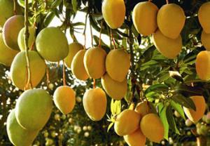 China Continuous Mango Fruit Jam Paste Production Line Automatic factory