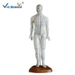 46cm Human Acupuncture Model