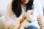 Soft Polyester Cat Neck Band Cat Shock Collar Indoor For Cats Meowing