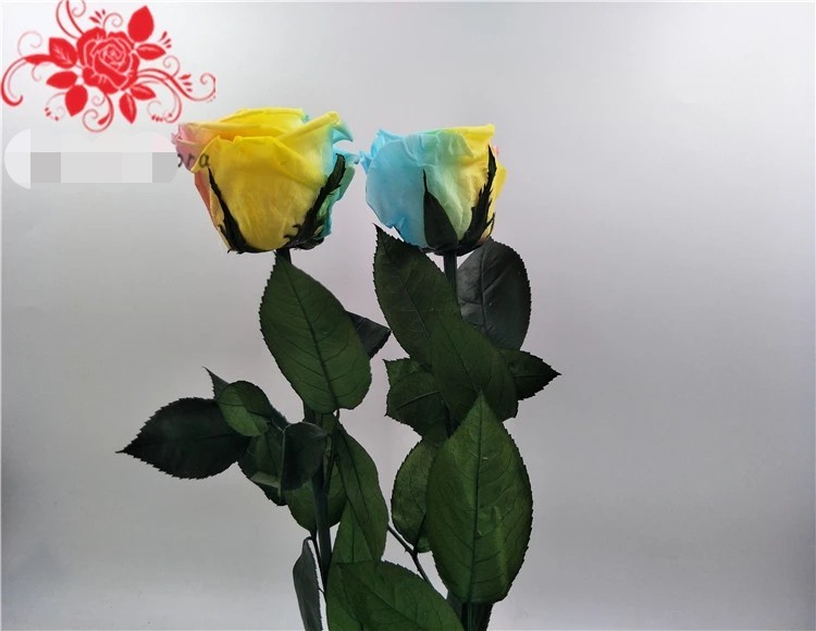 High-quality fresh preserved flowers ecuador long stem preserved rose wholesale gift