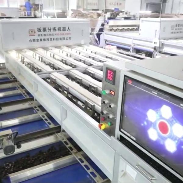 China Enhancing Chestnut Processing Efficiency and Quality: A High-Capacity, AI-Powered Sorting Machine with 8 Lanes and 8 Outlets for Diverse Needs factory