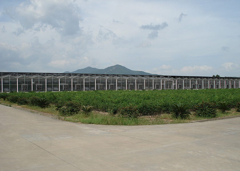 Polycarbonate Multi Span Greenhouse For Hot Climate 12 Meter Width