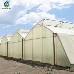 OEM Gothic High Tunnel Greenhouse For Planting Tomato Strawberry Lettuce