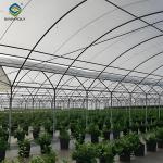 Blueberry Planting Commercial Size Greenhouse With Concrete Base Foundation