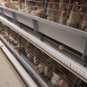 China Automatic Chicken Battery Layer Cage Poultry Farming H Shaped Small Stacked factory