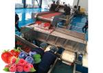 Tailored Blueberry Juice And Jam Manufacturing Line Complete SUS304 Berry