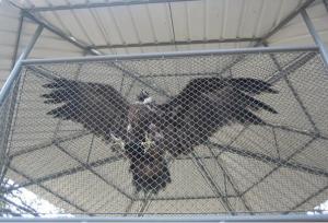 China Hot Sale 7.5'x13'x6'galvanized chain link large outside dog kennels china supplier factory