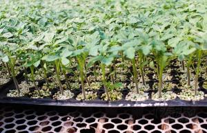 China Thermoforming 128Cells Plastic Germination Trays Plastic Seed Starter factory