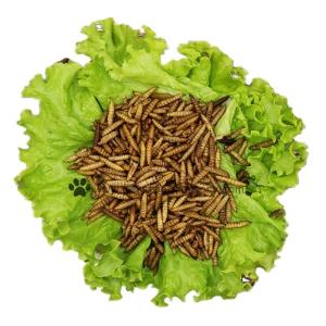 China Yellow Black Soldier Fly Powder High Fat High Protein factory
