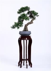 China 75cm Bonsai Pine Tree Podocarpus Lovely Macrophyllus Regal In Stature factory