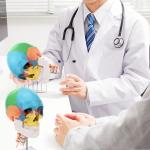 Three Parts Parietal Mandible Vertibra Human Color Life Size Medical Demonstrati