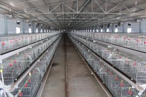 China 200 Chickens Automatic Layer Chicken Cage Poultry Farming Chicken Hen Cage factory