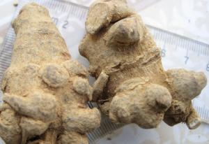 China 100% natural Notoginseng root extract 80% notoginsenosides pwoder factory