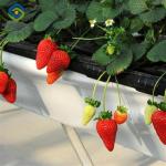Agricultural Intelligent Strawberry Green House PC Board Greenhouse Eco Friendly