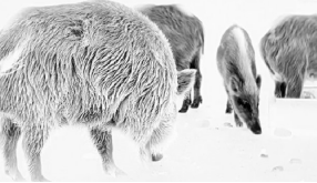 FW-T650 Thermal Monocular with ≤18mK NETD Lightweight Design and Low Power Consumption for Extended Outdoor Use