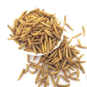 China Black Soldier Fly Larvae Meal (BSFL Powder) – Weight 1kg factory