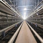 Poultry Cage Chicken Layer Chickens Cage For Farm Layer Chickens Battery Cages