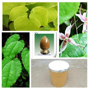 China Epimedium PE 20% icariin factory