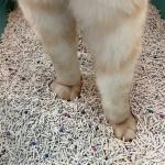 Customized Cat Litter Tofu Mix Bentonite Premium Cat Litter Sand Dust Free