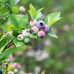 Easy To Assemble Transparent Blueberry Greenhouse With Electric Systems