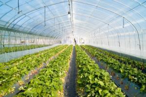 China Professional Insect Mesh Netting Anti - Uv Heat Resistance For Garden factory