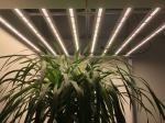2.5umol/J 600w Led Grow Lights