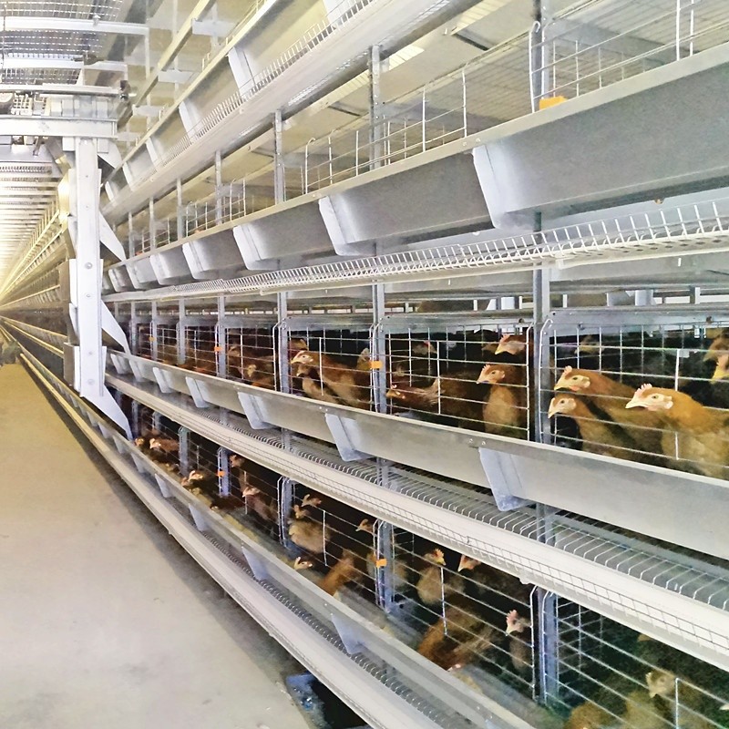 Automatic Egg Layer Chicken Battery Cages Farm Laying Hens Poultry