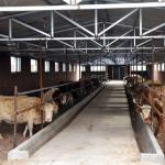 Safety Steel Structure Cow Shed House Agricultural Farm Steel Building