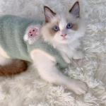 Fashion And Textile Joyful Style Pet Vests Clothing For Pets Quality Clothes For
