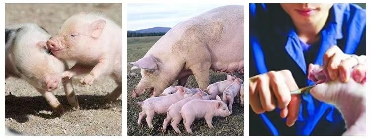 Livestock Accessories Teeth Cutter For Pigs Small Animals