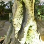 Real Touch Artificial Banyan Tree PU Evergreen Leaves Highly Simulated Trunk No
